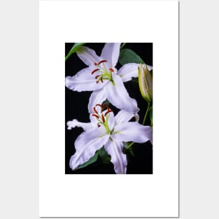 Two Beautiful White Lillies Posters and Art